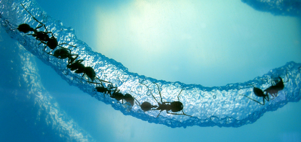 Harvester ants. Creative commons photo: Steve Jurvetson (MS '89 Electrical Engineering, MBA '95)